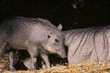 warthog (wart hog) baby & mother