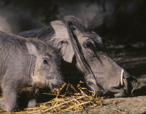 warthog (wart hog) baby & mother