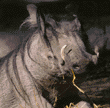 warthog (wart hog) mother