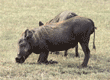warthogs Tanzania East Africa