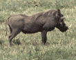 warthog (wart hog) Tanzania (East Africa)