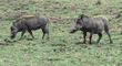 warthogs (wart hogs) Tanzania (East Africa)