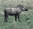 warthog Tanzania (East Africa)