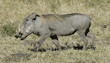warthog walking