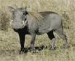 warthog standing