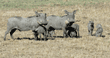 warthog family