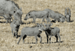 warthog babies and adult
