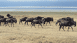 wildebeests Ngorongoro Crater
