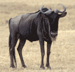 wildebeest Tanzania (East Africa)