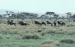 wildebeests Tanzania (East Africa)