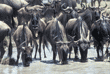 drinking wildebeests in water
