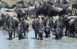 wildebeests drinking in water