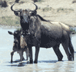 baby wildebeest in water with its mother