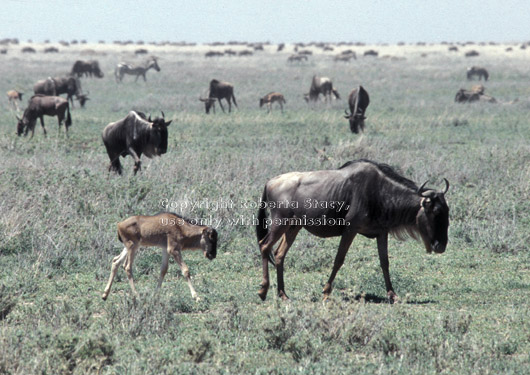baby wildebeest walking behind its mother