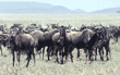 wildebeest herd Tanzania (East Africa)