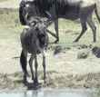 wildebeest juvenile at edge of water