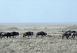 migrating wildebeests Tanzania (East Africa)