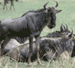 wildebeests Tanzania (East Africa)