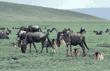 wildebeest calves and adults Tanzania (East Africa)