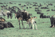 wildebeest baby nursing Tanzania (East Africa)