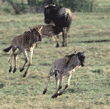 wildebeest babies running Tanzania (East Africa)