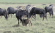 wildebeest feeding her baby