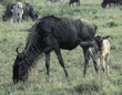 wildebeest mother and baby Tanzania (East Africa)