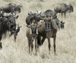 wildebeests, juvenile and adult