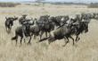 a group of running wildebeests