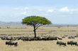 wildebeests under a tree