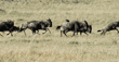 line of running wildebeests