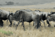 walking wildebeests