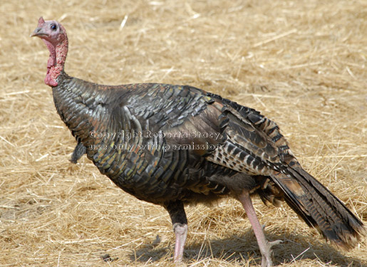 wild turkey, male