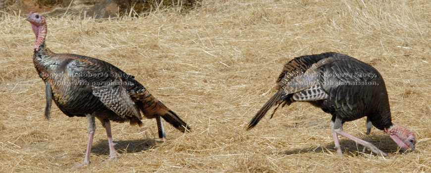 male wild turkeys