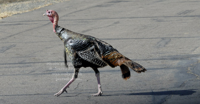 tom turkey crossing the road