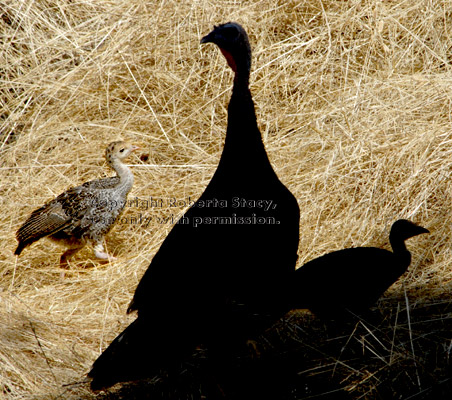 mother turkey with chicks