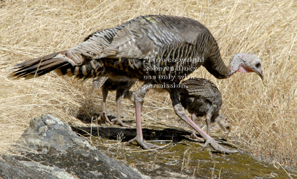 hen turkey with chicks