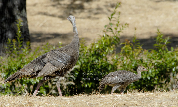 wild turkey hen and chick