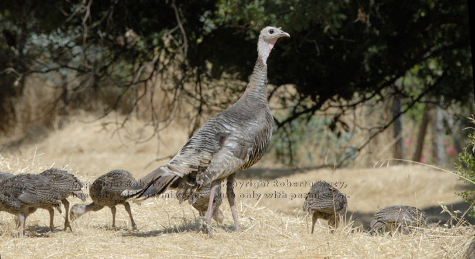 wild turkey hen with chicks