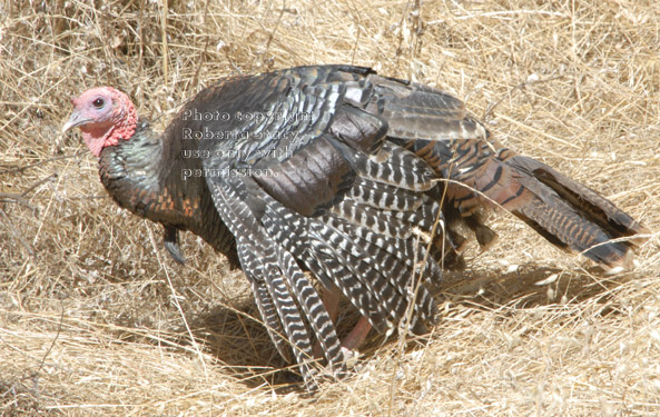 male wild turkey