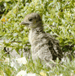 young wild turkey chick