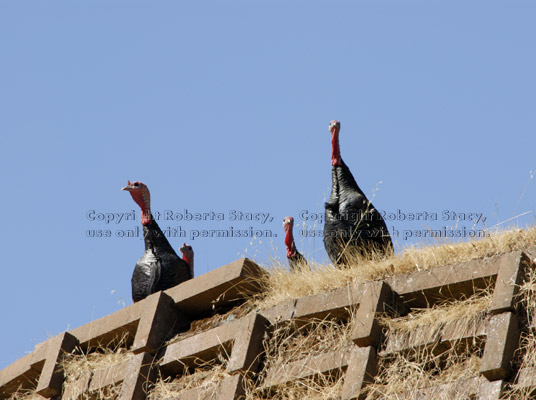 4 tom turkeys on retaining wall