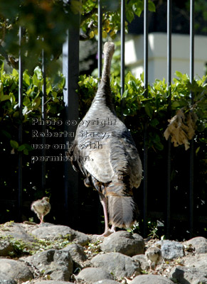 hen turkey with her two young chicks