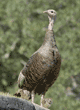 wild turkey mom with two babies