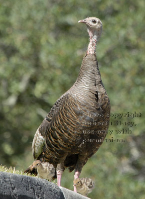 wild turkey mom with two babies