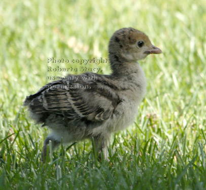 young wild turkey baby