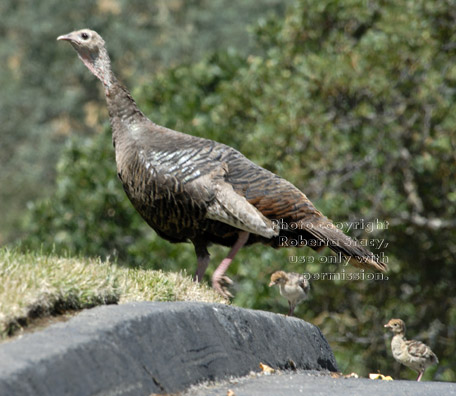 wild turkey hen with two chicks