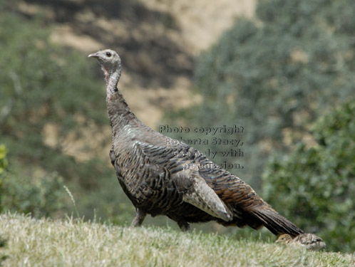 turkey mother and chick