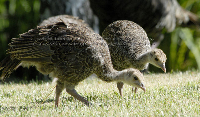 two wild turkey chicks