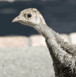 close-up of wild turkey chick